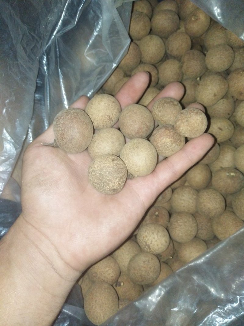 高州特级足干桂圆干新货现货