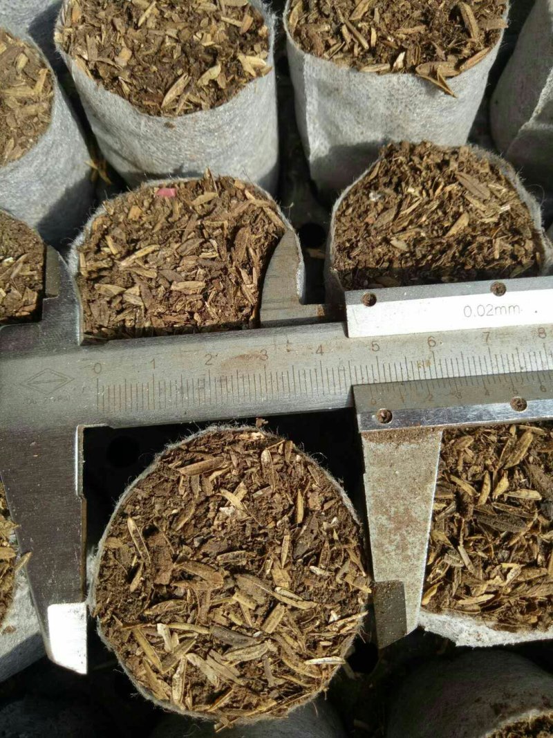 芭乐味黄金果嫁接苗