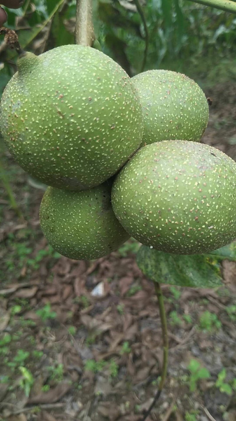云南薄皮核桃去皮30mm以上湿