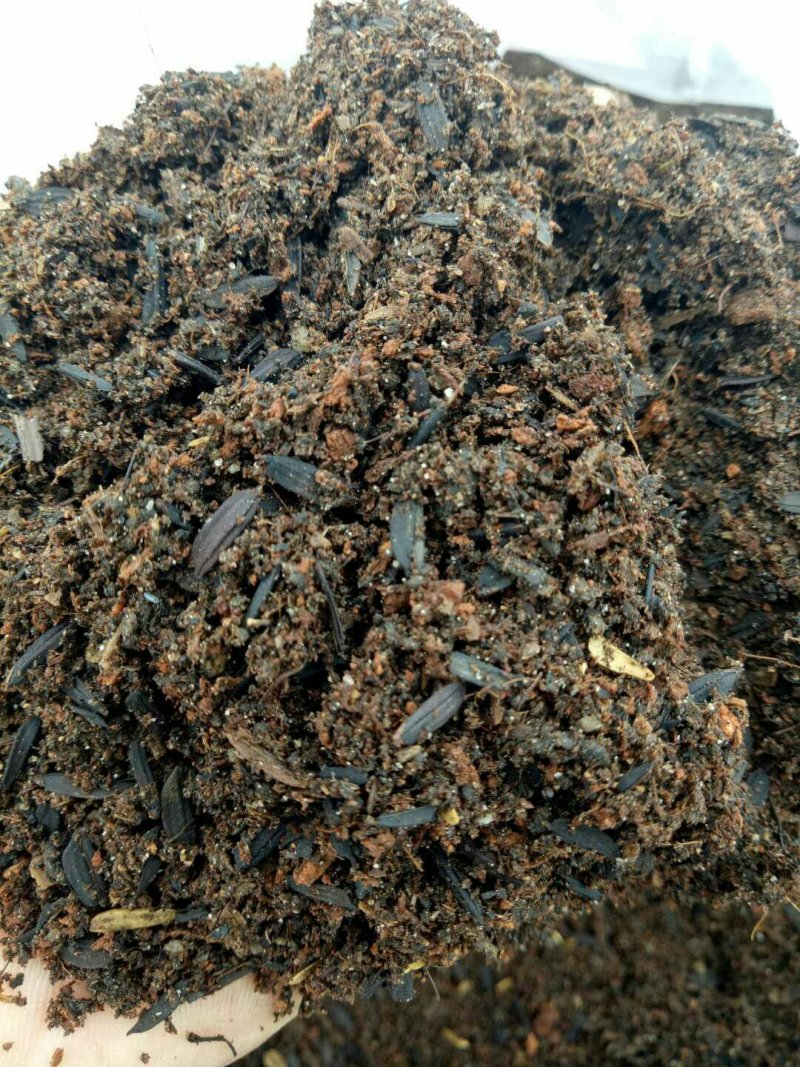 芭乐味黄金果嫁接苗
