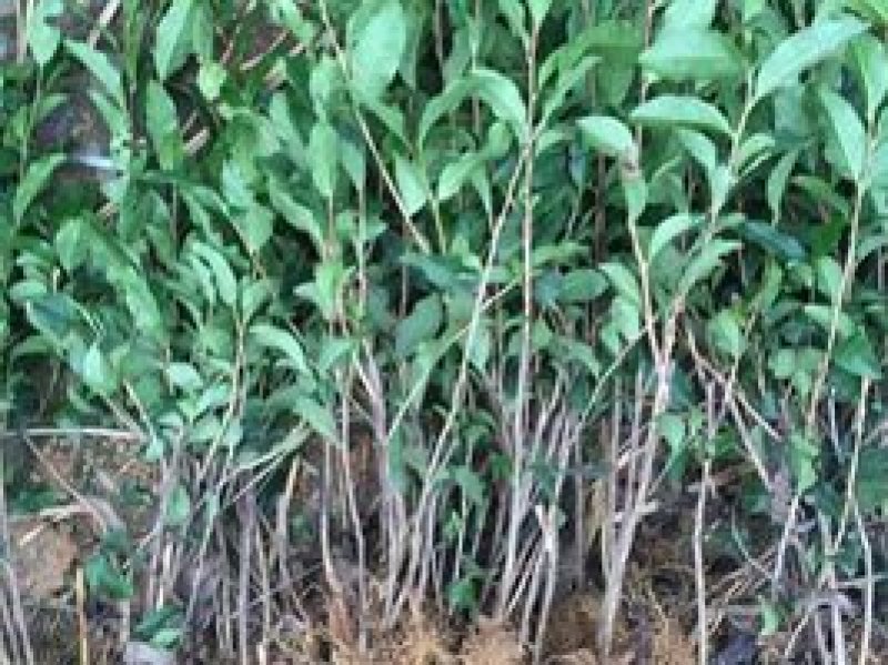 茶苗，福鼎大白茶，福选9号