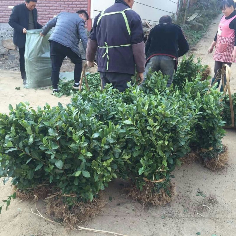 茶苗，福鼎大白茶，福选9号