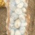 V7土豆