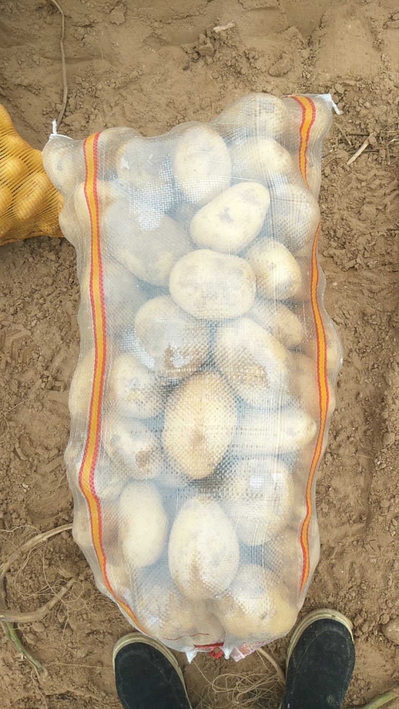 V7土豆