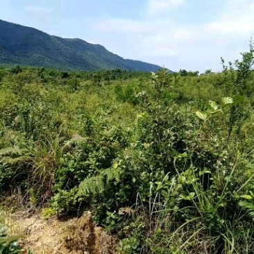 山地