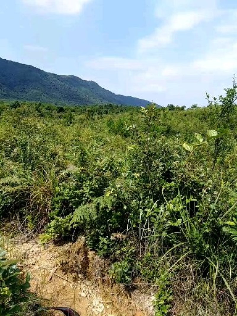 山地