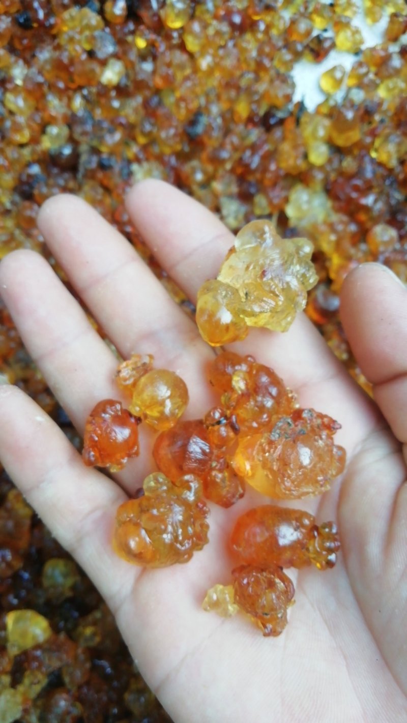 中颗粒，珠胶