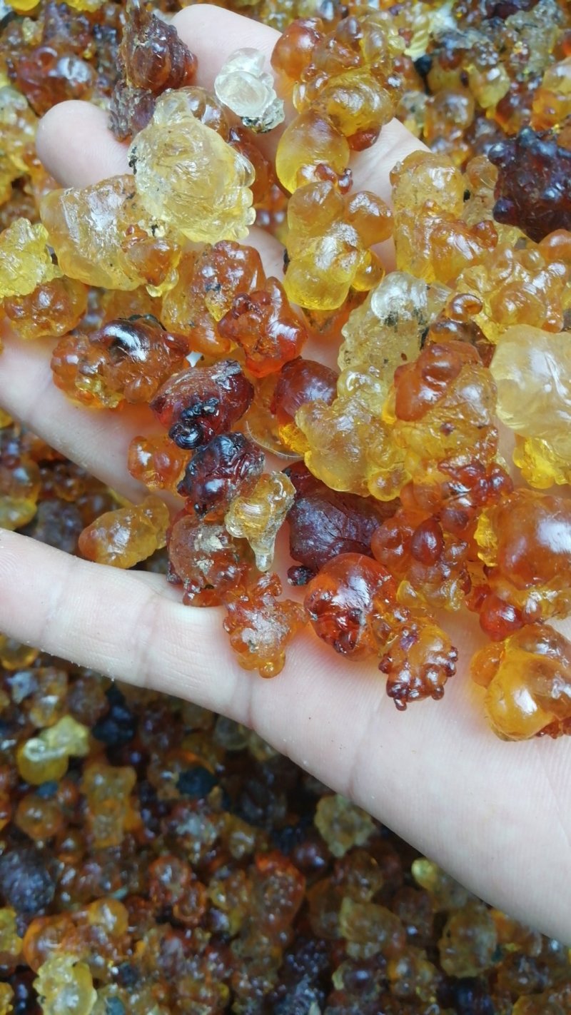 中颗粒，珠胶
