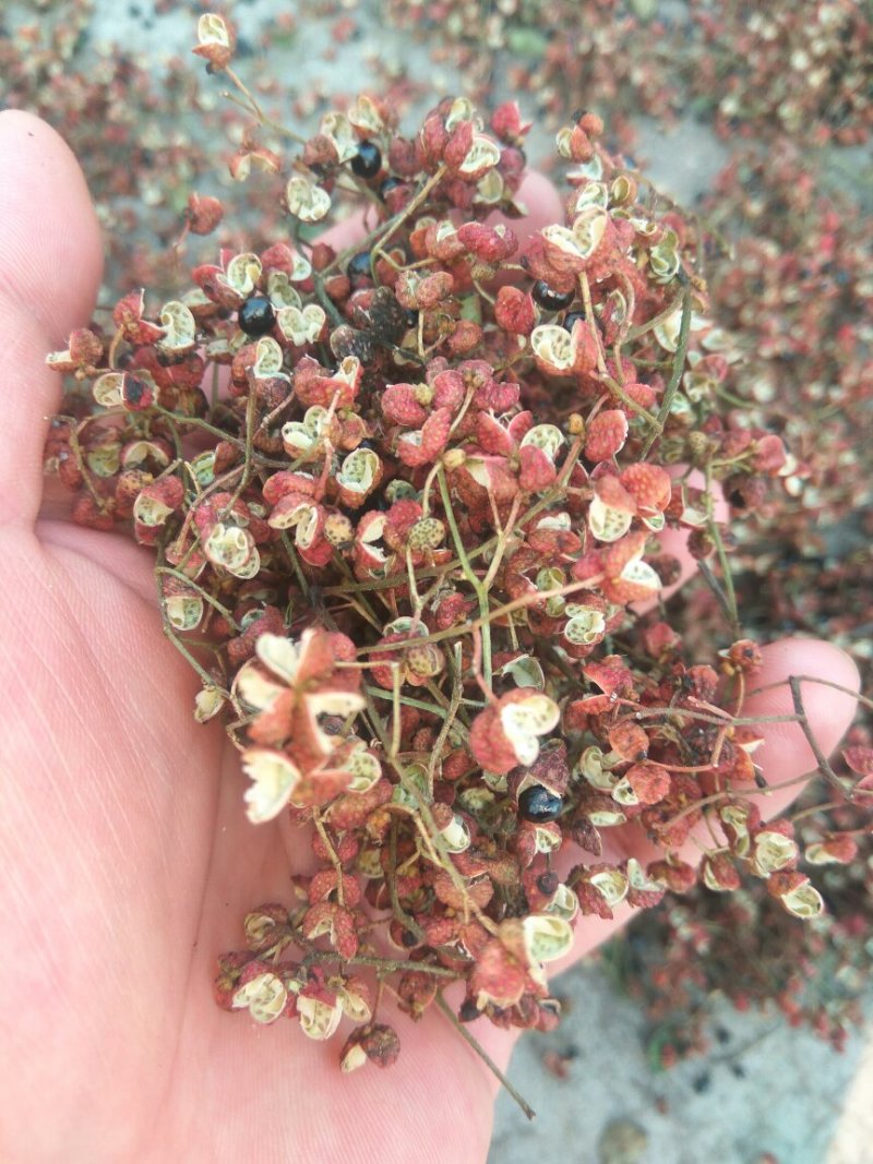 大红袍花椒一级干