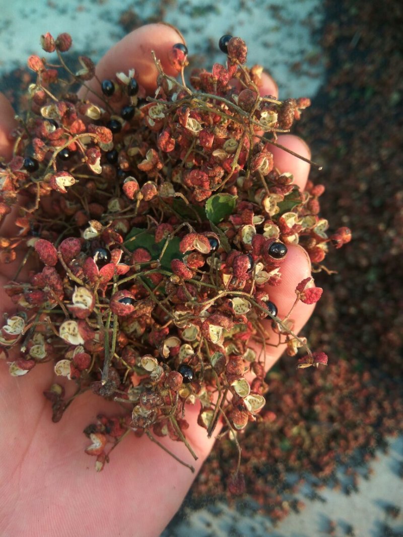 大红袍花椒一级干