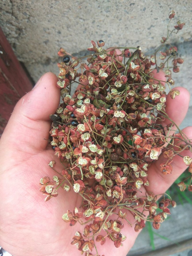 大红袍花椒一级干