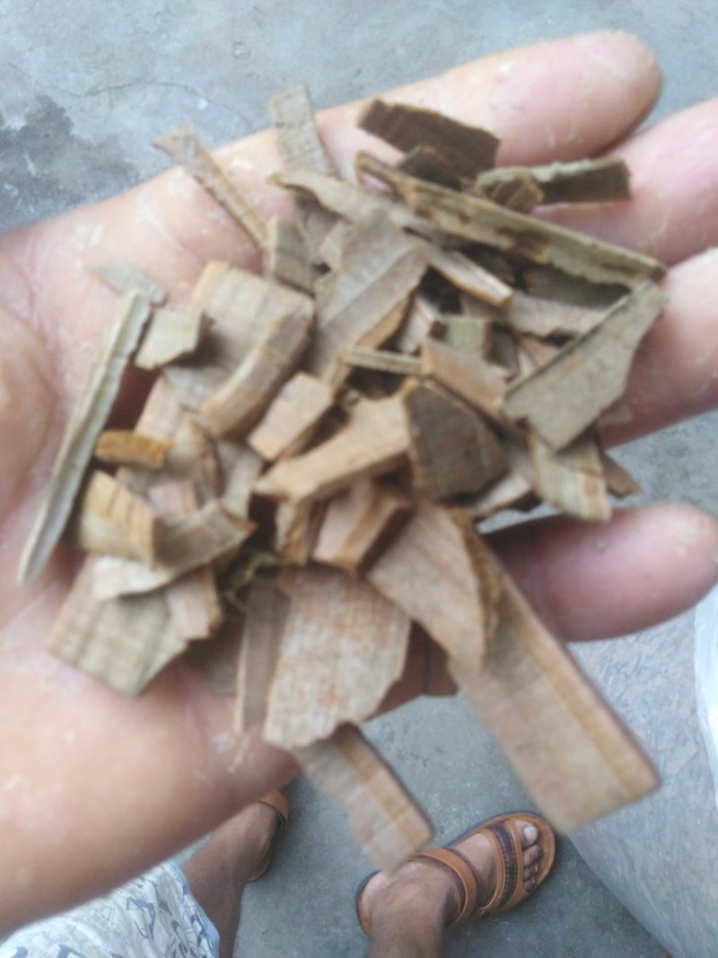 鬼箭羽