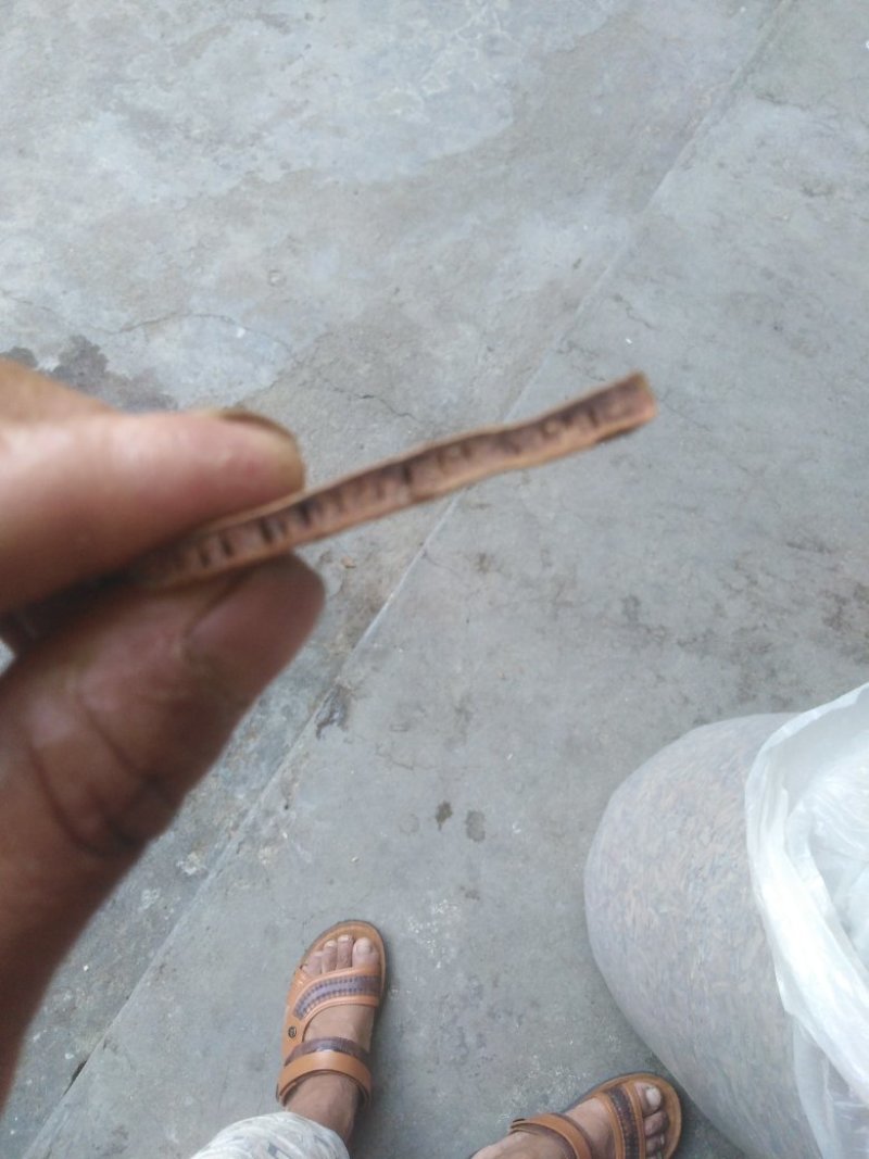 鬼箭羽