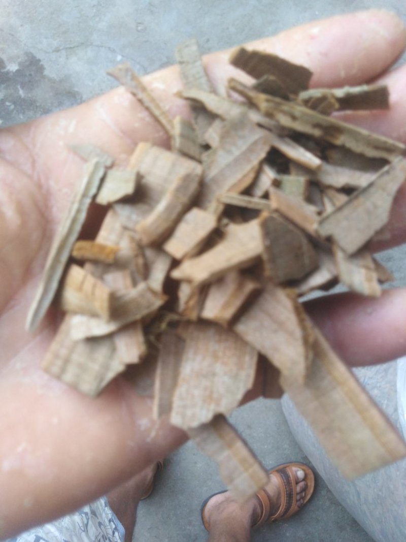 鬼箭羽
