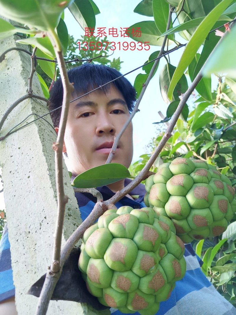 布富娜(黑老虎)