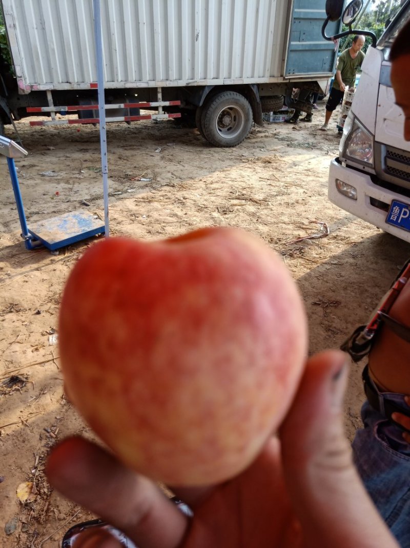 红星苹果红香蕉苹果产地直发