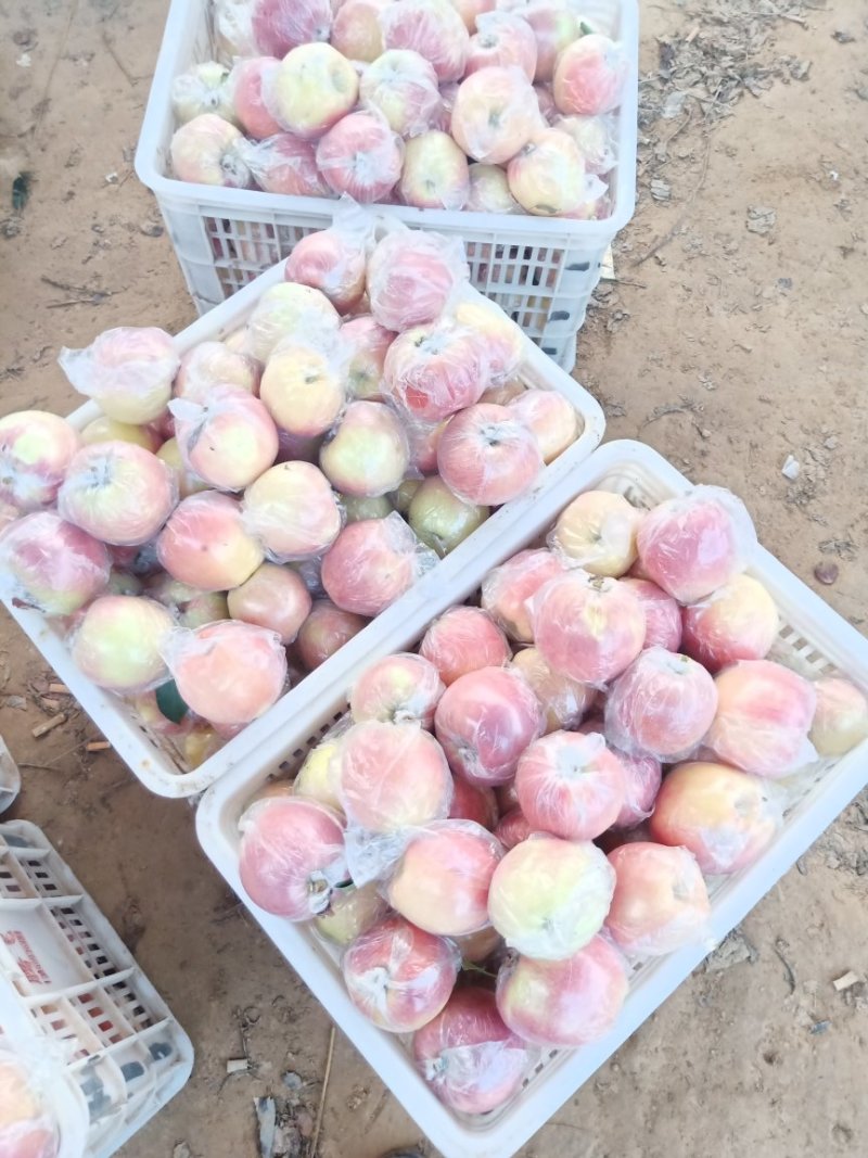 红星苹果红香蕉苹果产地直发