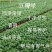 豆瓣绿青叶碧玉紫背碧玉花叶碧玉自家基地直销