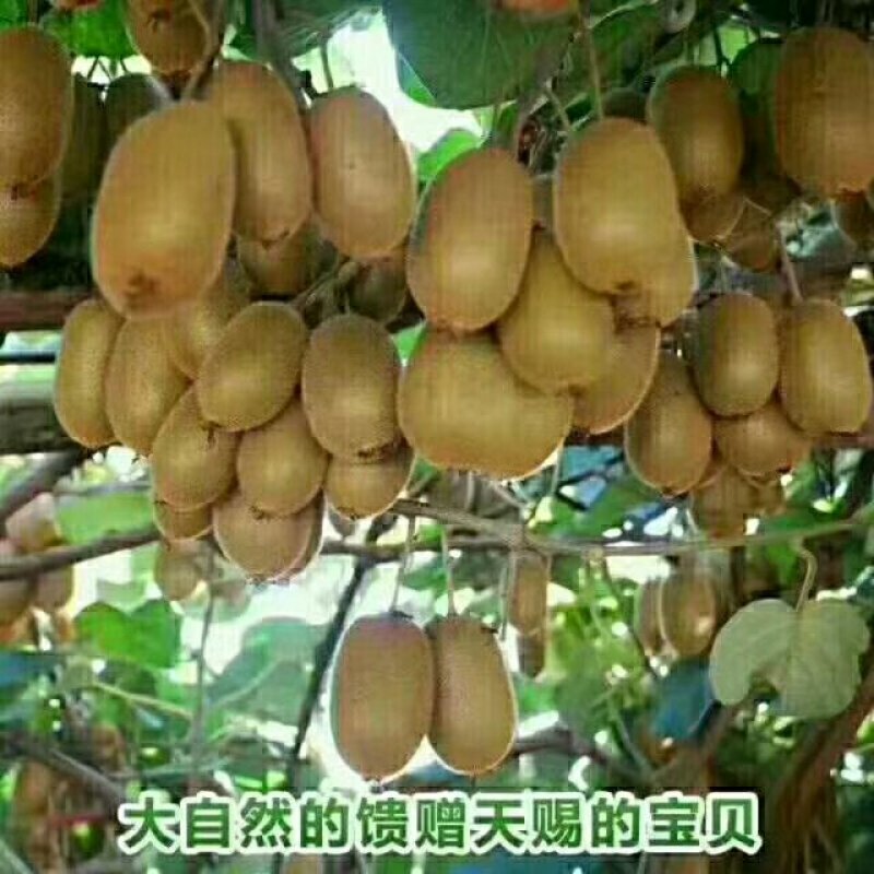 翠香猕猴桃