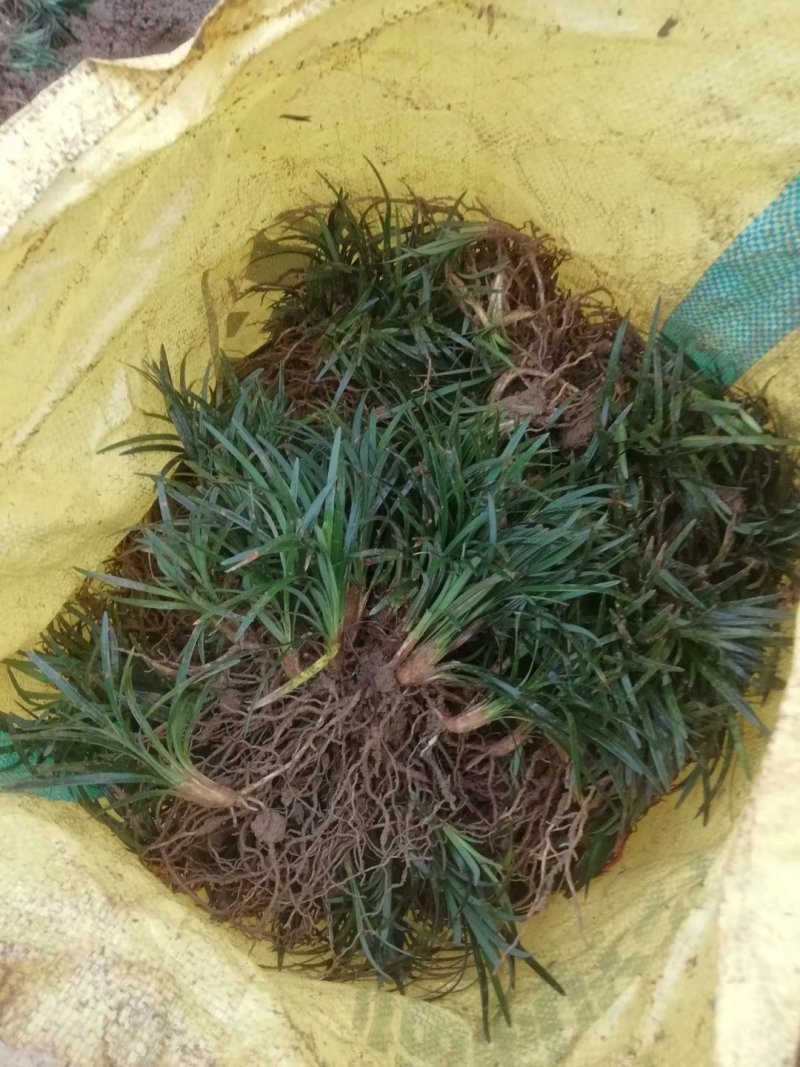 草玉龙草