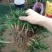 草玉龙草