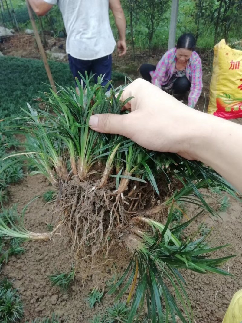 草玉龙草