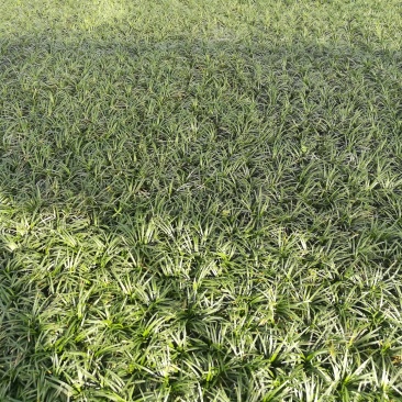 草玉龙草