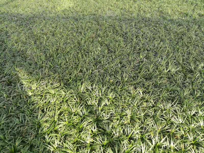 草玉龙草