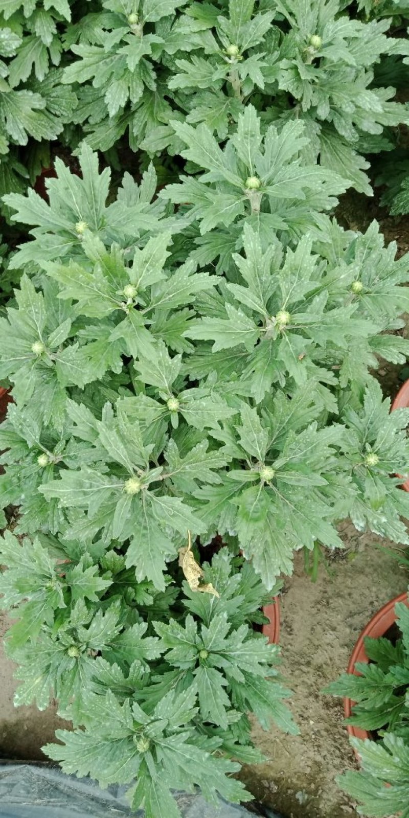 大菊，小菊，艺菊