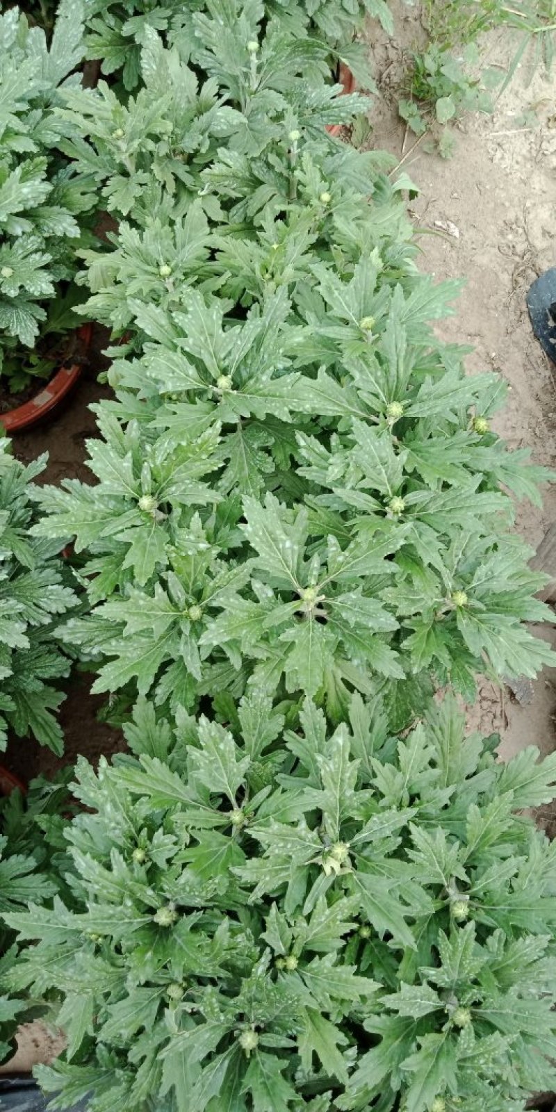 大菊，小菊，艺菊