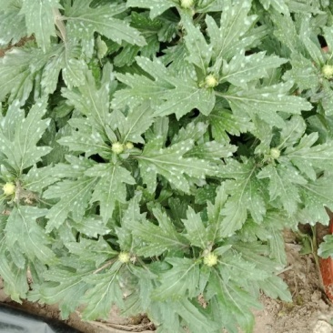 大菊，小菊，艺菊