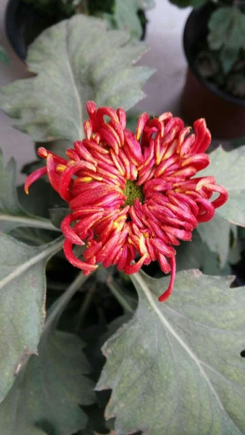 大菊，小菊，艺菊