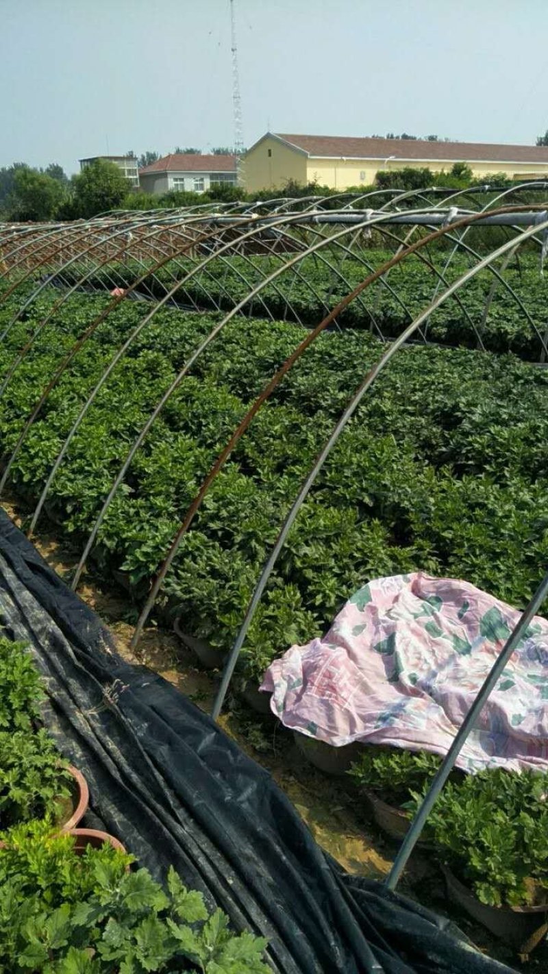 大菊，小菊，艺菊