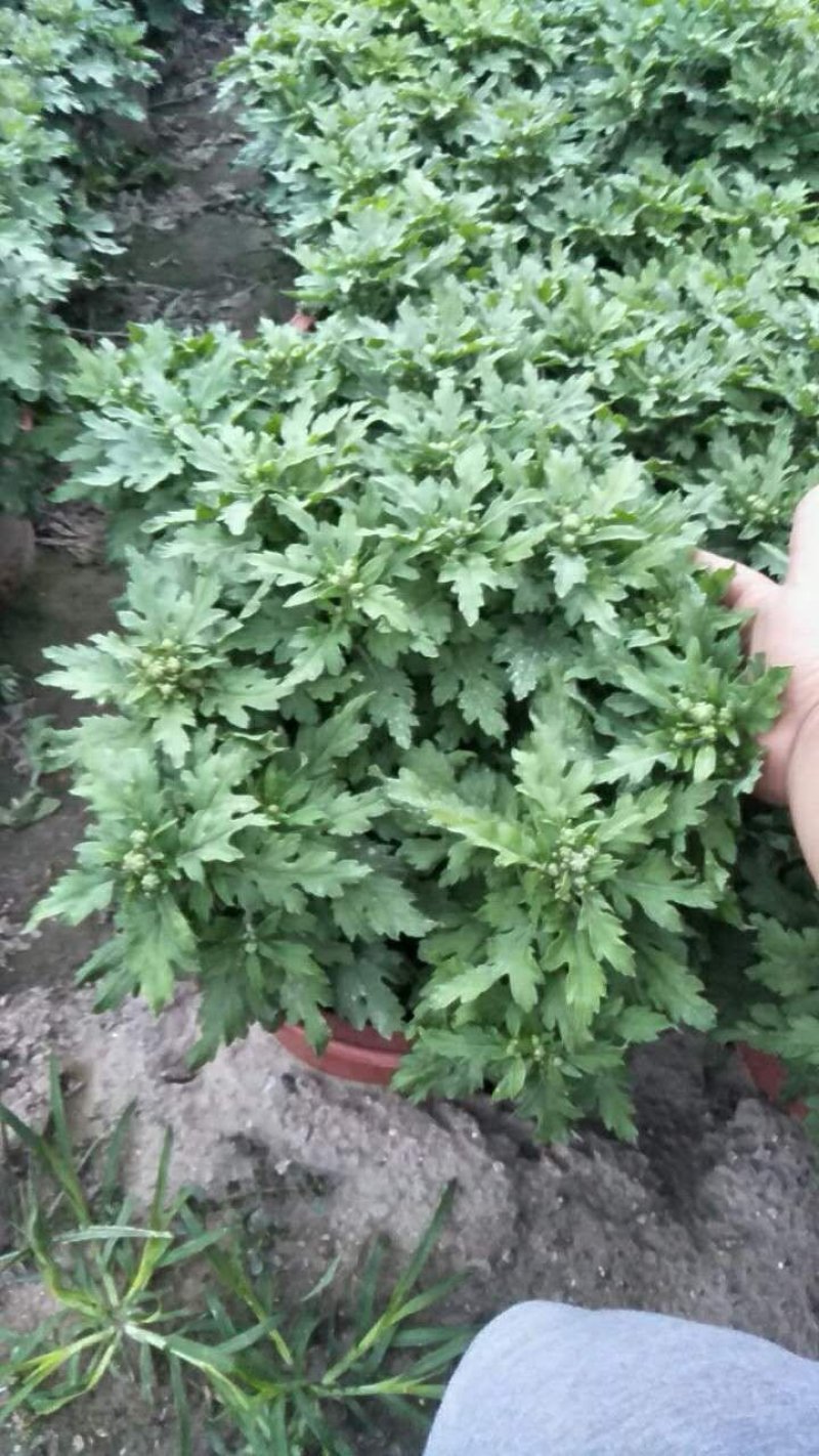 大菊，小菊，艺菊