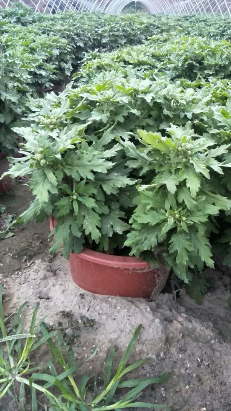 大菊，小菊，艺菊