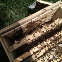 中蜂蜂群，蜂足，子脾足，蜜足