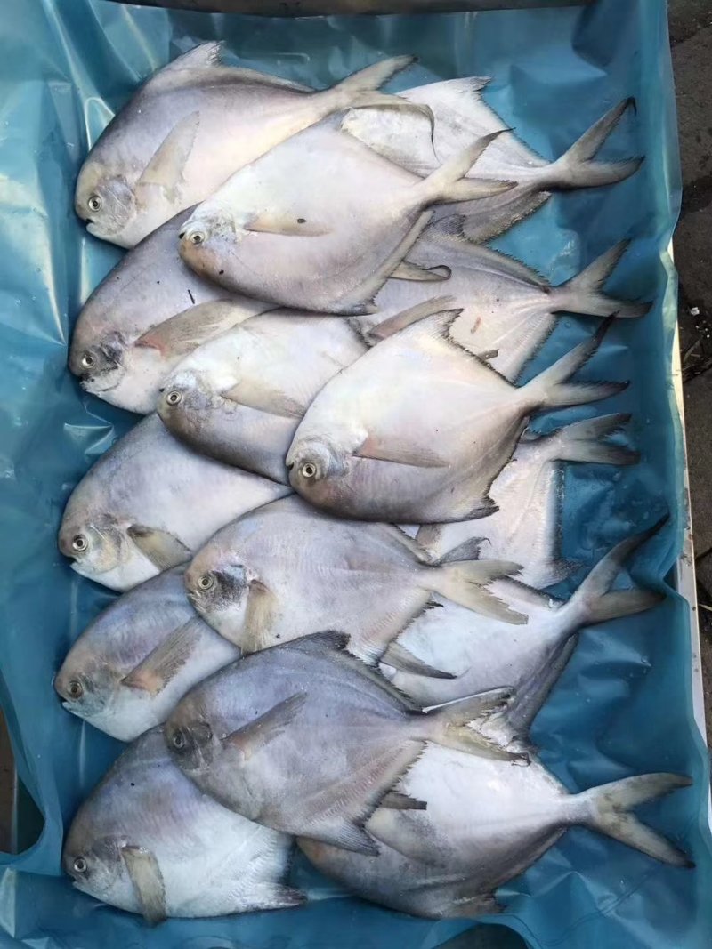海鲜礼包