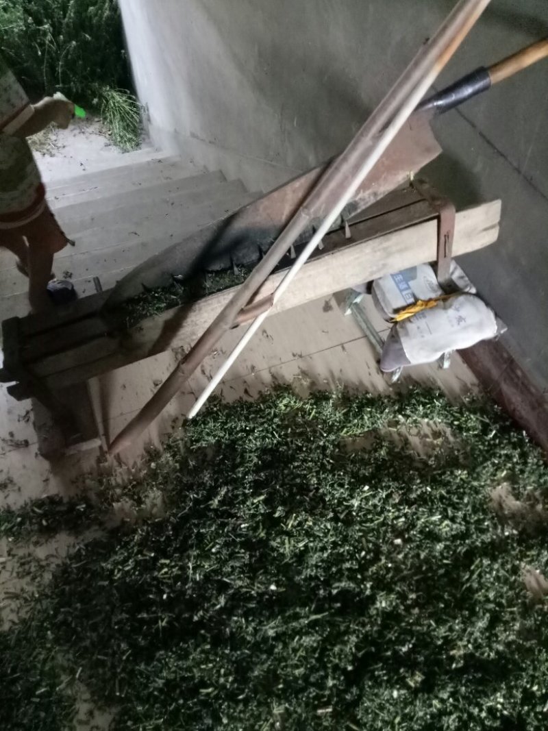 优质野生益母草