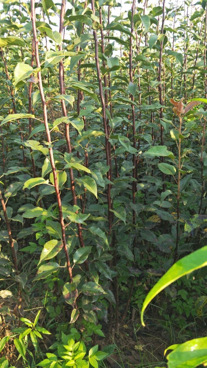 红钻石梨树苗