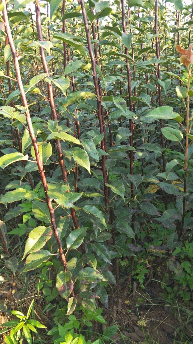 红钻石梨树苗