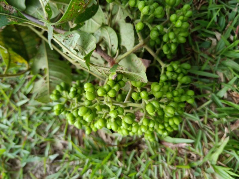 中花吴茱萸