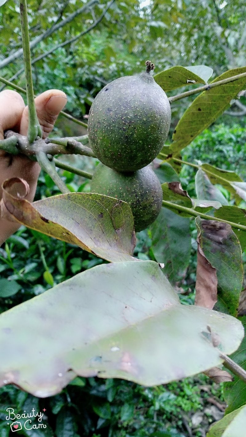 云南大理优质泡核桃
