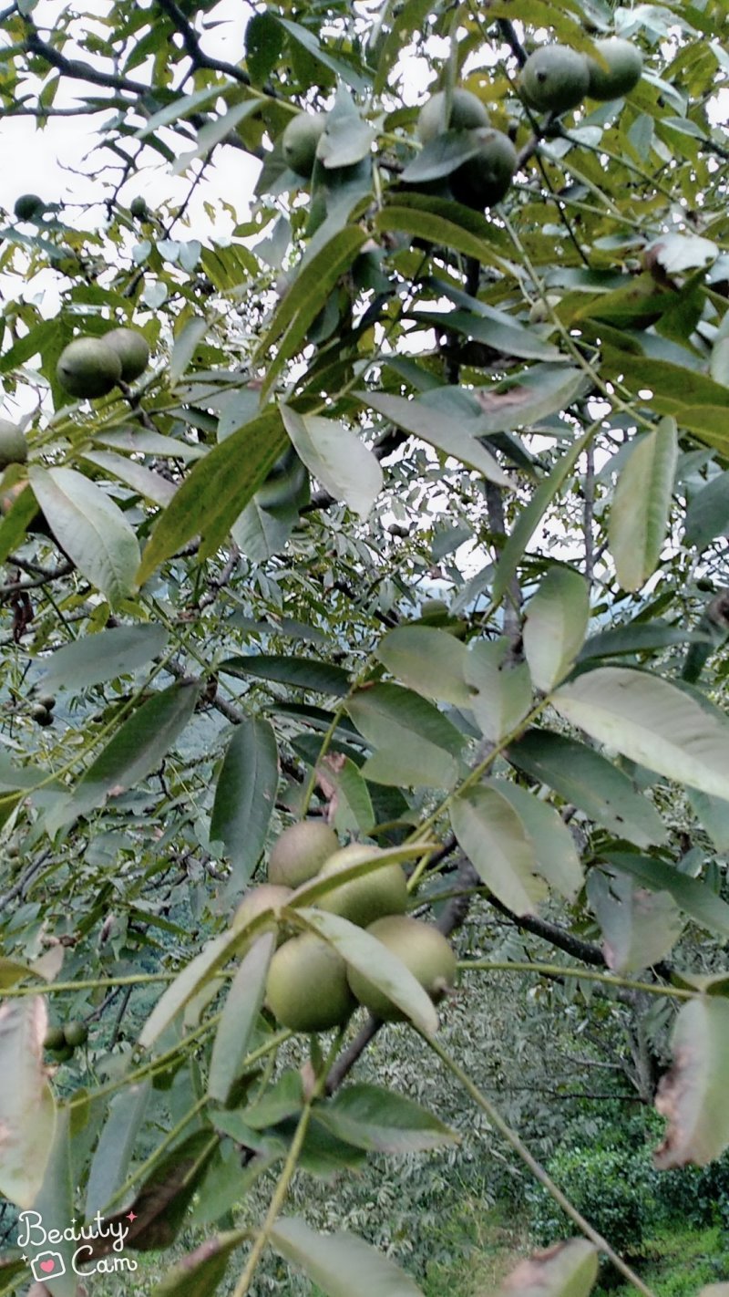 云南大理优质泡核桃
