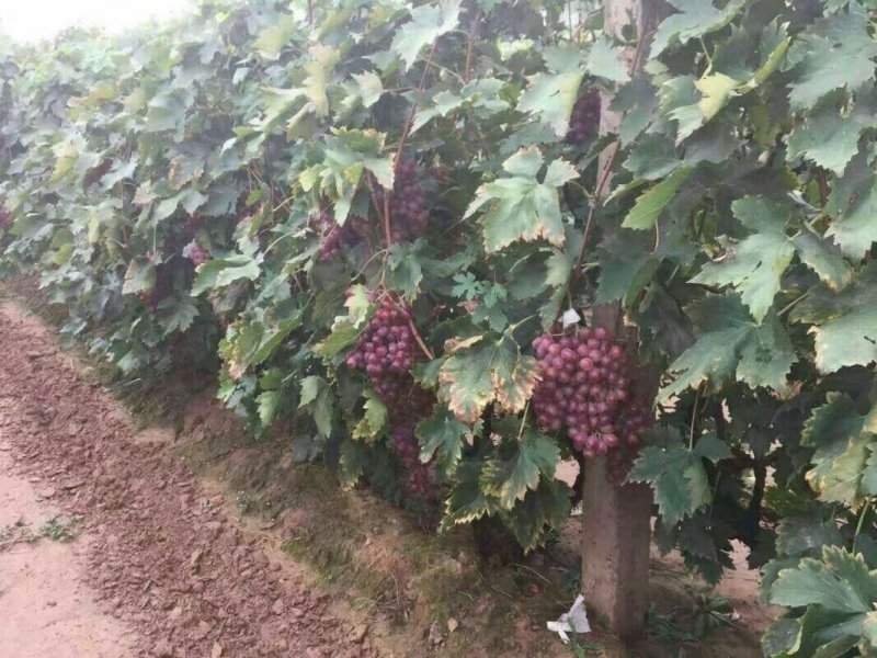 小红提玫瑰提口感脆甜