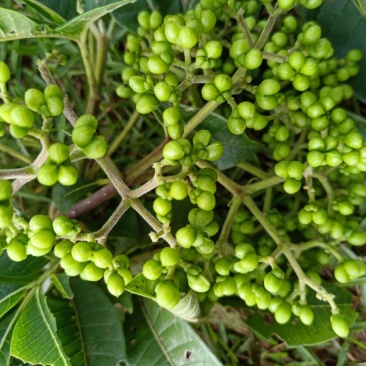 中花吴茱萸种苗