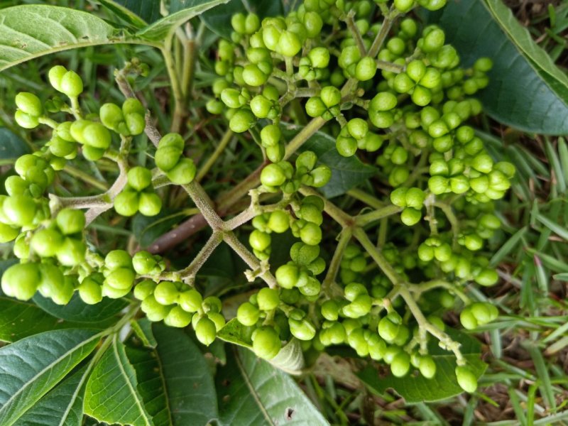 中花吴茱萸种苗