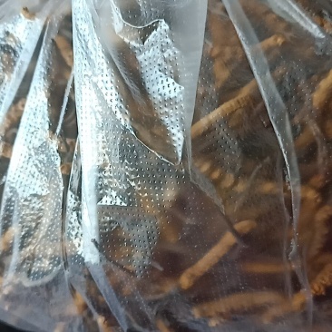 虫草