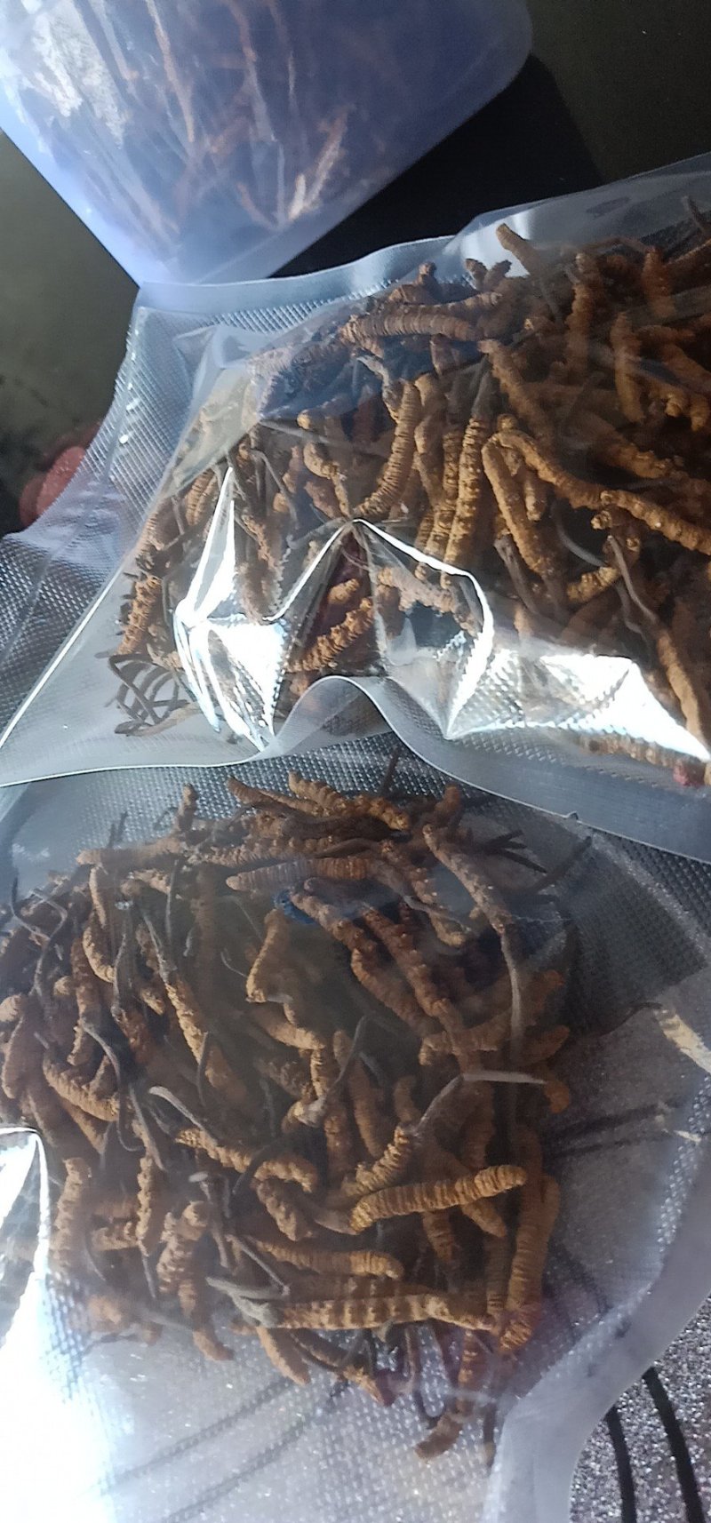 虫草