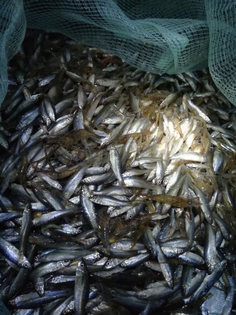 小鱼