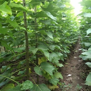 4公分楸树